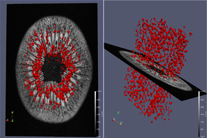 KIWI fruit seed segmentation