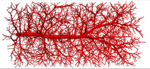 vascular tree growth